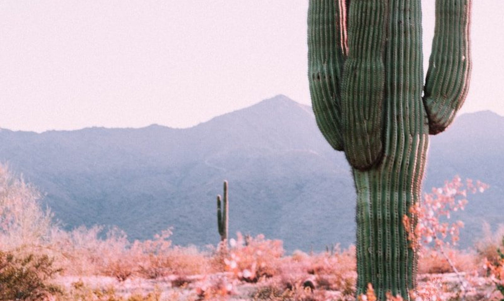cactus plant beside orange leafed plant